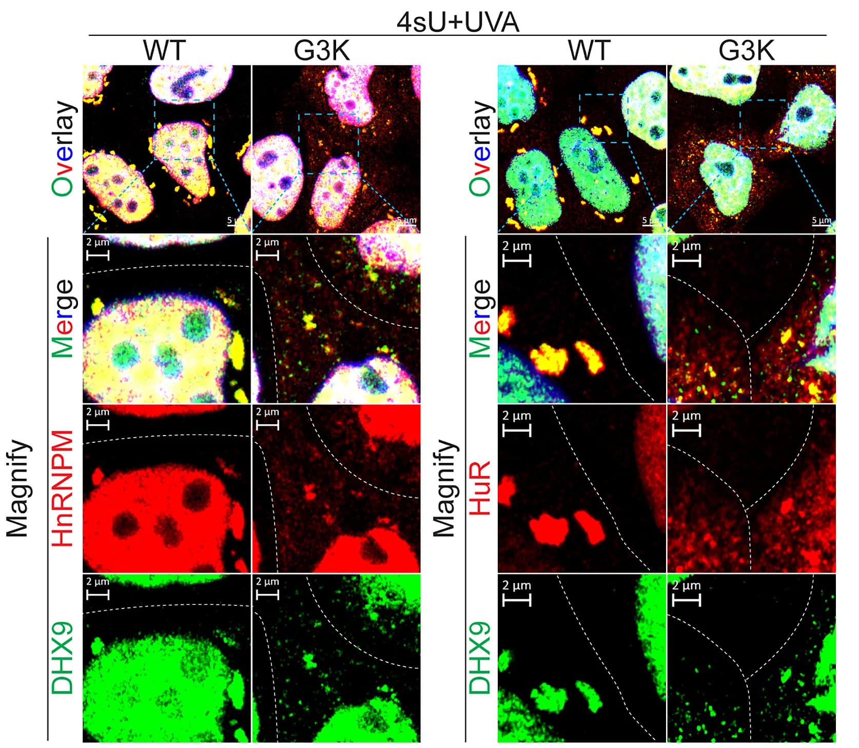 Open access visualization of Microscopy, Confocal Images, DHX9, HNRNPM, HuR