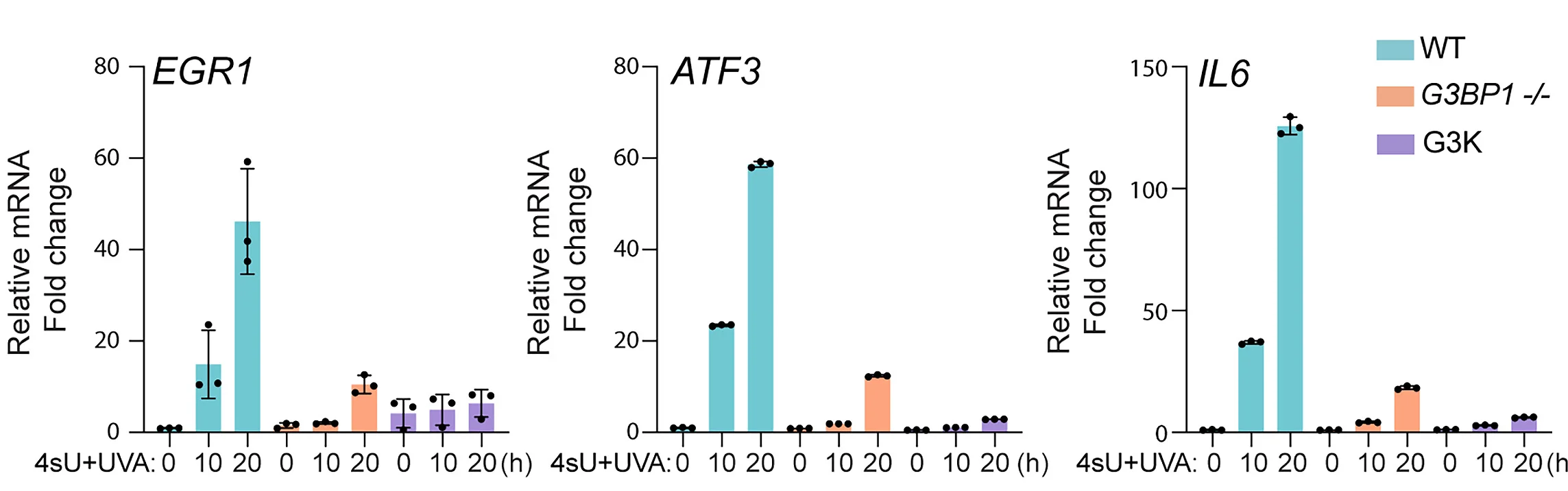 Open access visualization of Bar Plot, Error Bars, RT-qPCR, Gene Expression, HeLa Cells