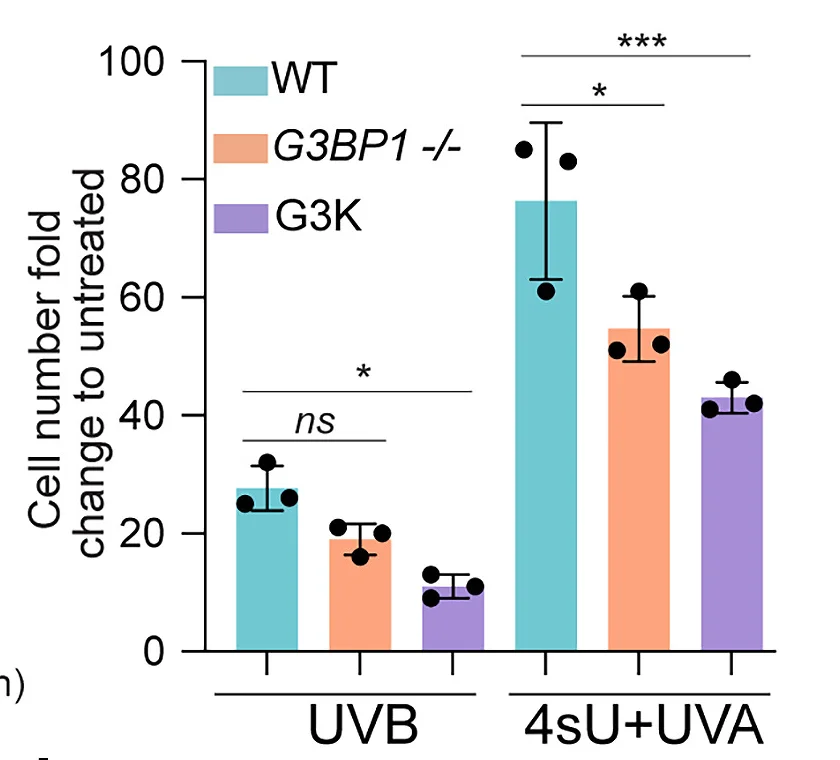 Open access visualization of Bar Plot, Error Bars, Clustered, G3BP1 KO, G3K HeLa Cells