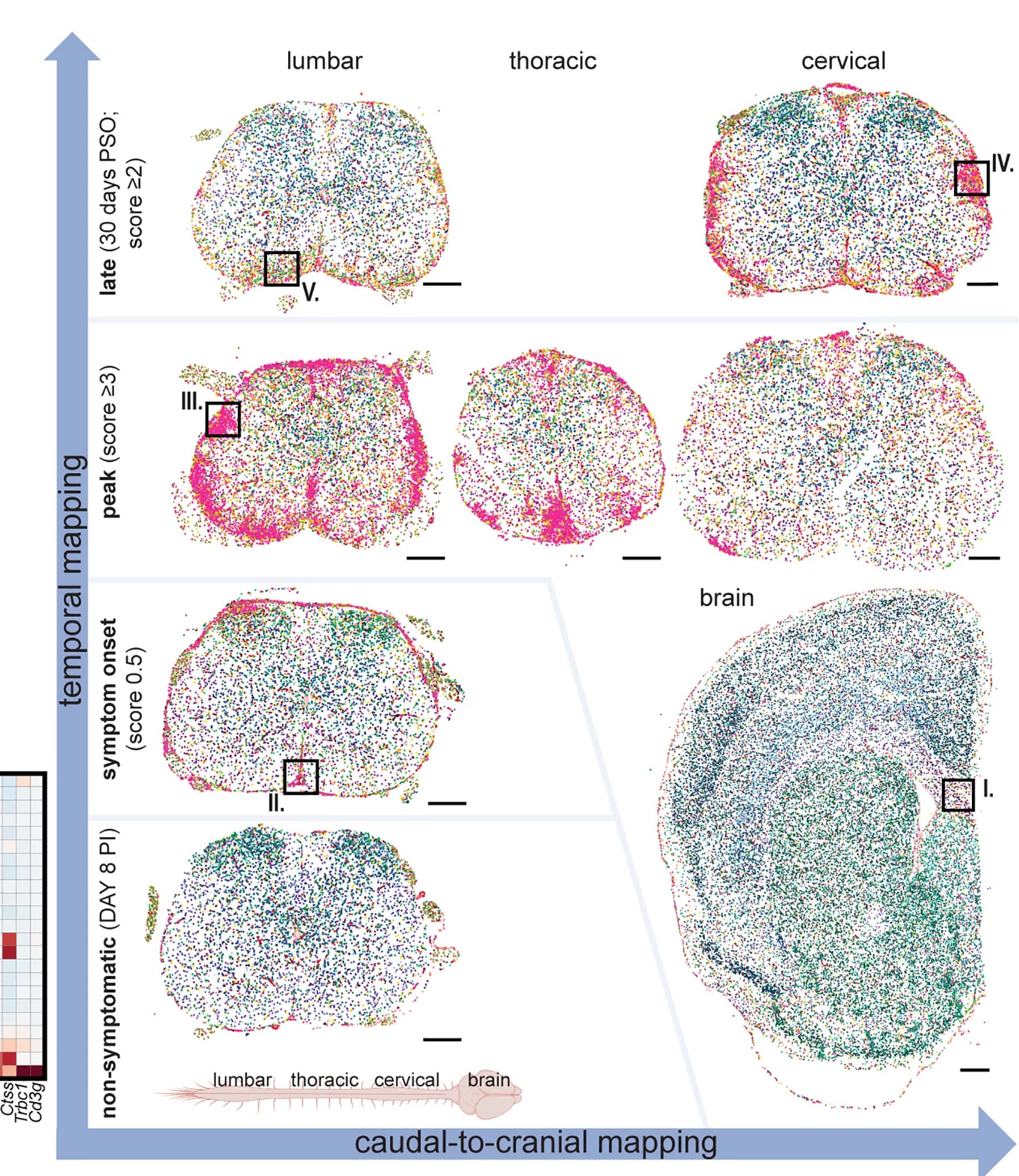 Open access visualization of Scatter Plot, Heatmap, Cell Maps, EAE Time Points, CNS Regions