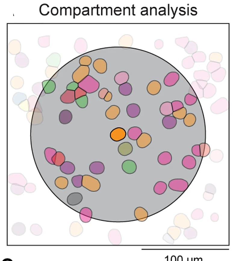 Open access visualization of Illustration, Compartment Analysis, Cell Neighborhood, Clustering, Annotation