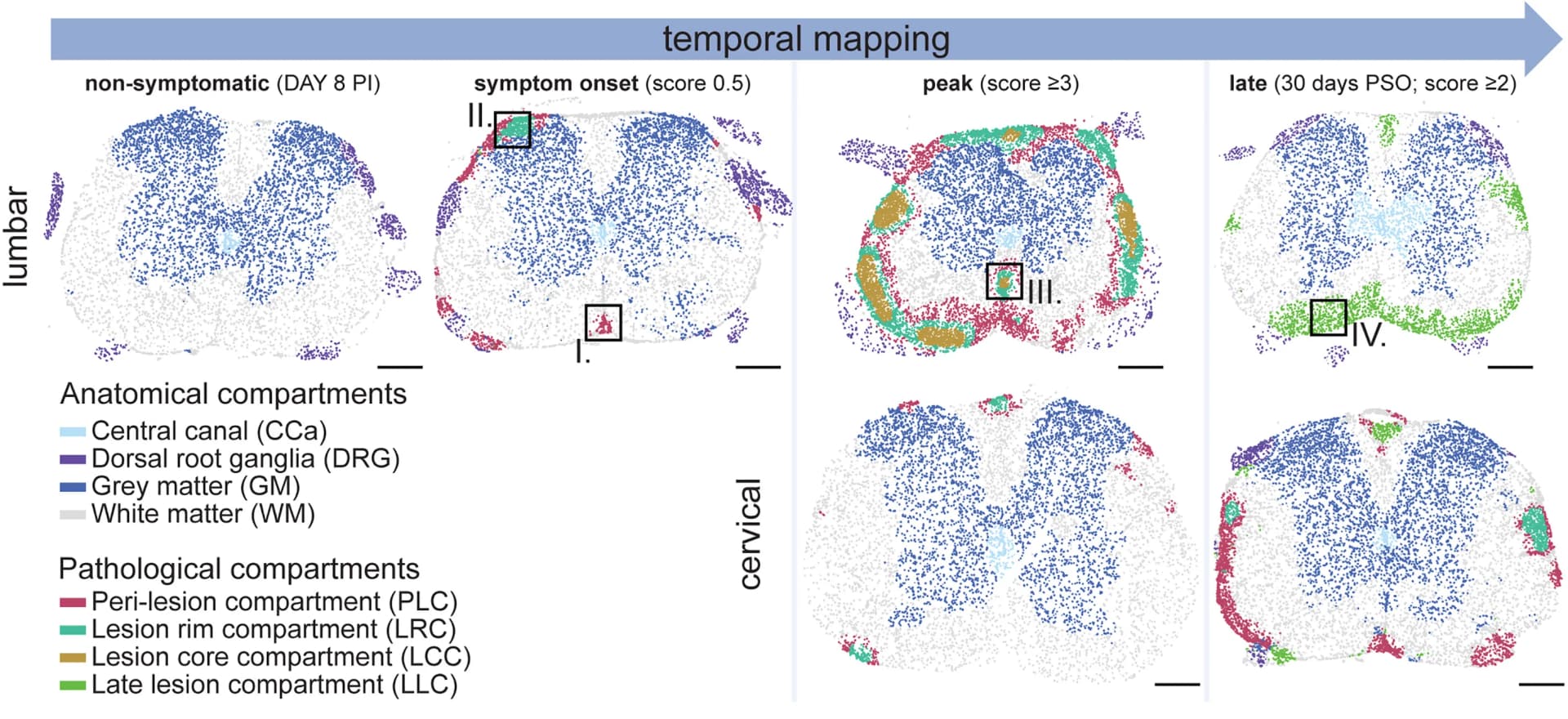 Open access visualization of Scatter Plot, Nuclei, Compartment Annotations, Polygons