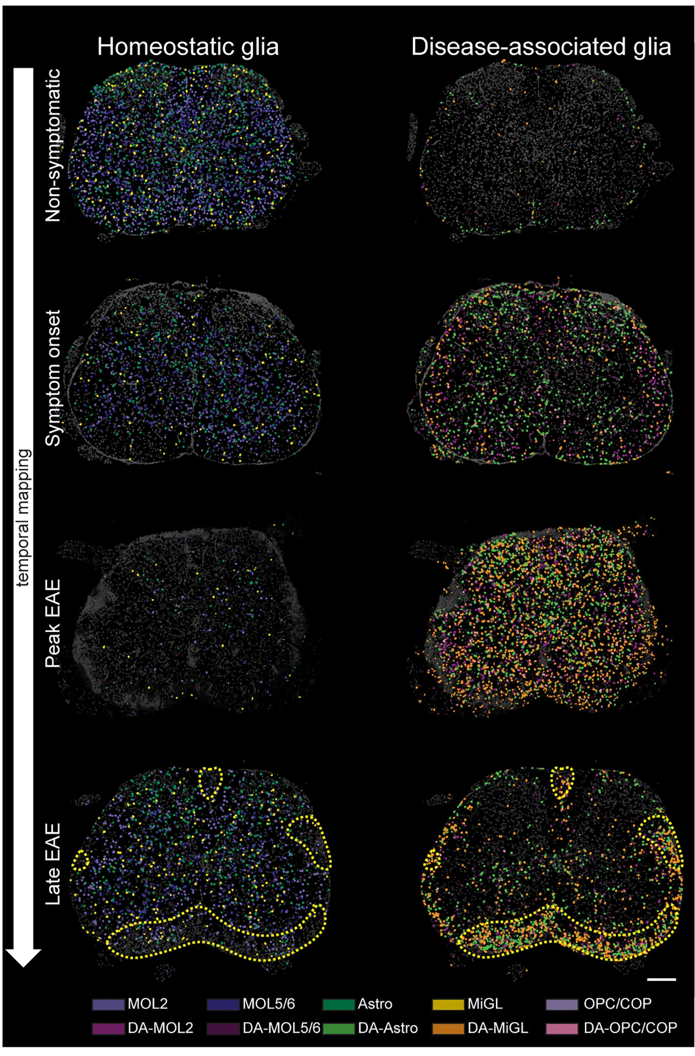 Open access visualization of Scatter Plot, Spatial Maps, Homeostatic Glia, DA-glia, Lumbar Spinal Cord