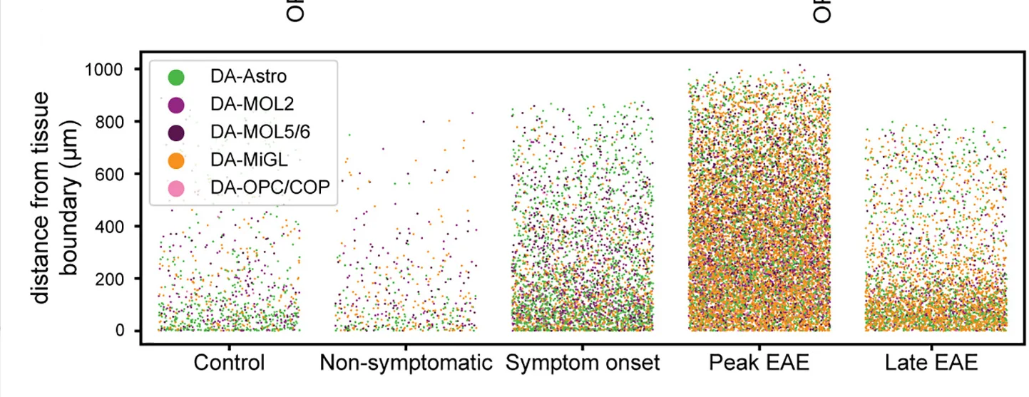 Open access visualization of Scatter Plot, Strip Plot, Tissue Boundary, Meninges, DA-glia