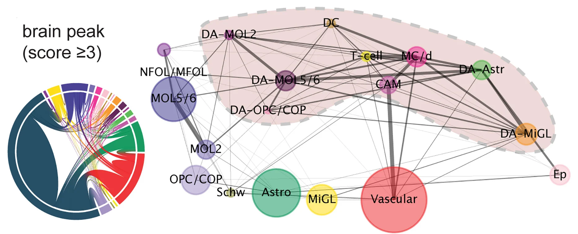 Open access visualization of Network, Chord, Interaction Metrics, EAE Brain, Chord Diagram