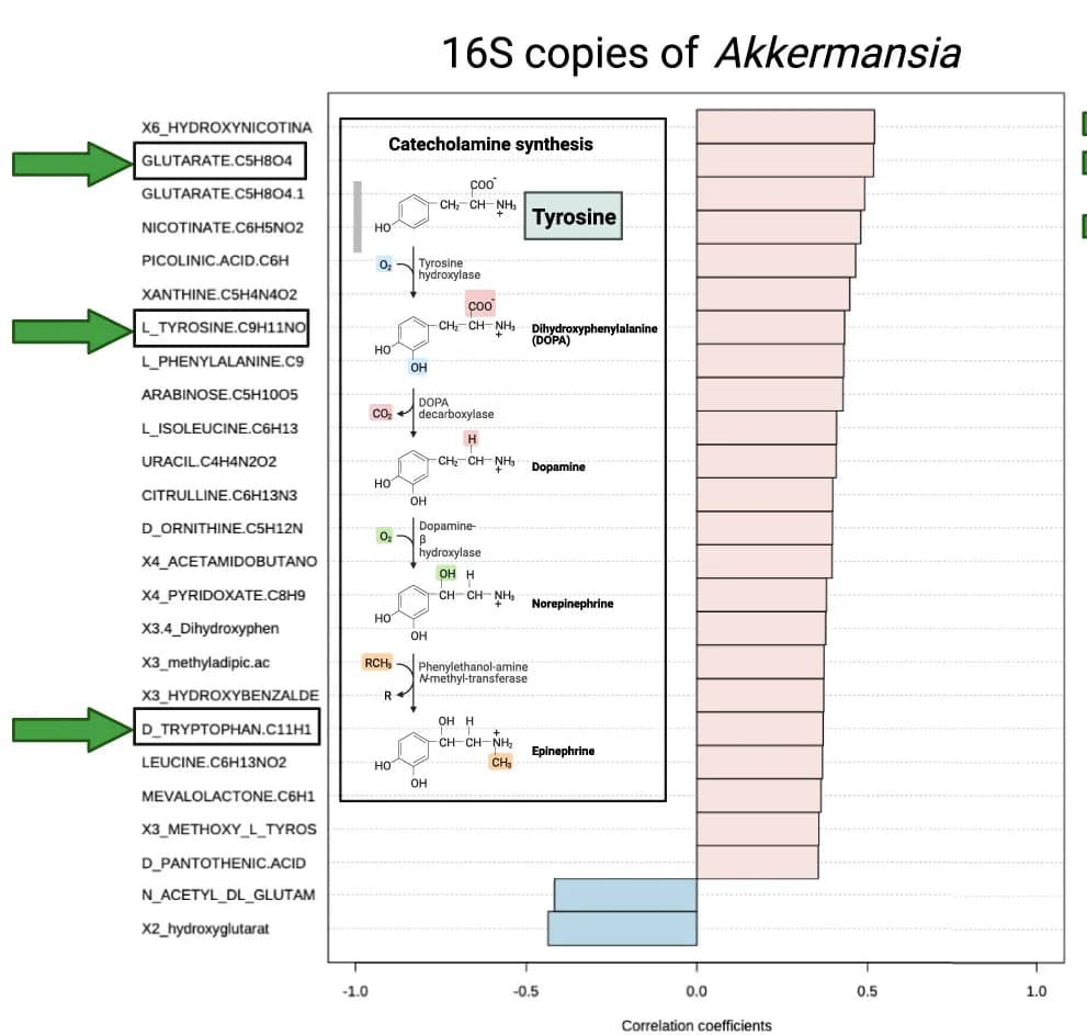 Open access visualization of Bar Plot, Stool Metabolites, 16S rRNA, Akkermansia, Correlation