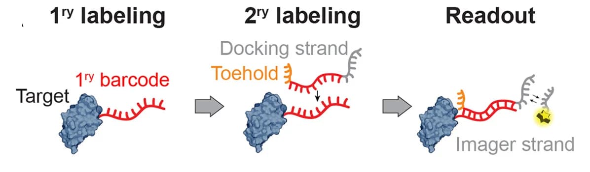 Open access visualization of Workflow, Illustration, DNA Barcode, DNA-PAINT, Oligonucleotides