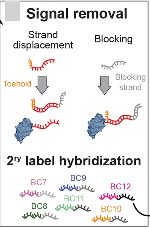 Open access visualization of Workflow, Illustration, Oligonucleotides, DNA Barcode, DNA-PAINT