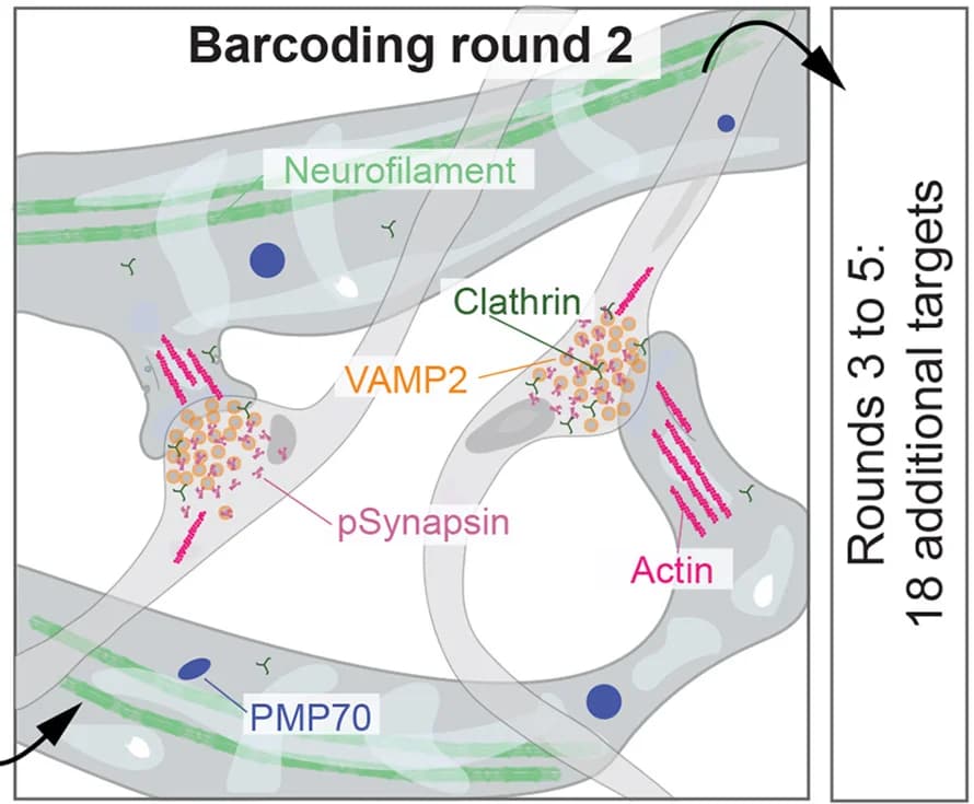 Open access visualization of Illustration, Barcoding, Proteins