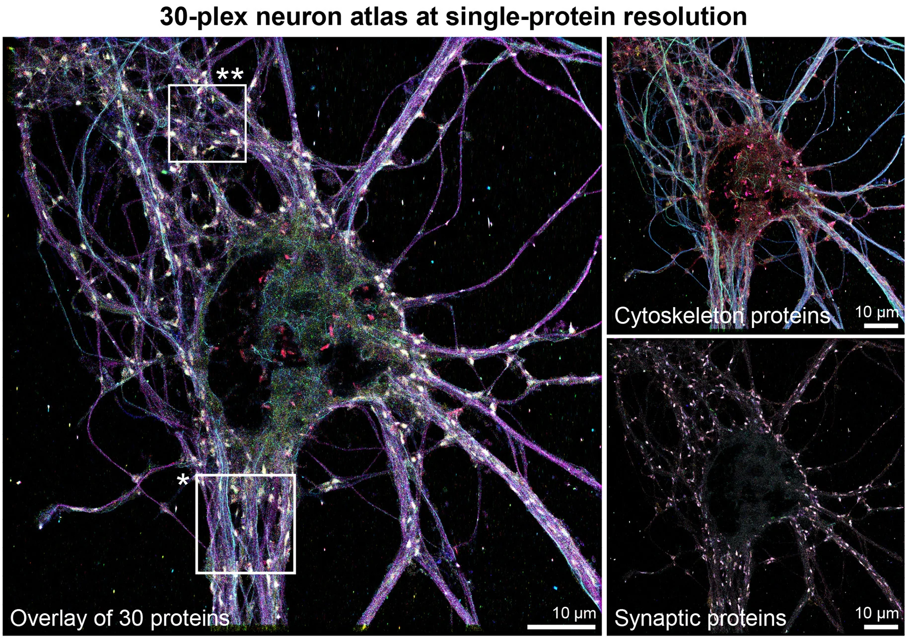 Open access visualization of Microscopy, Photo, Multiplexed SUM-PAINT, Protein Targets, Neuron