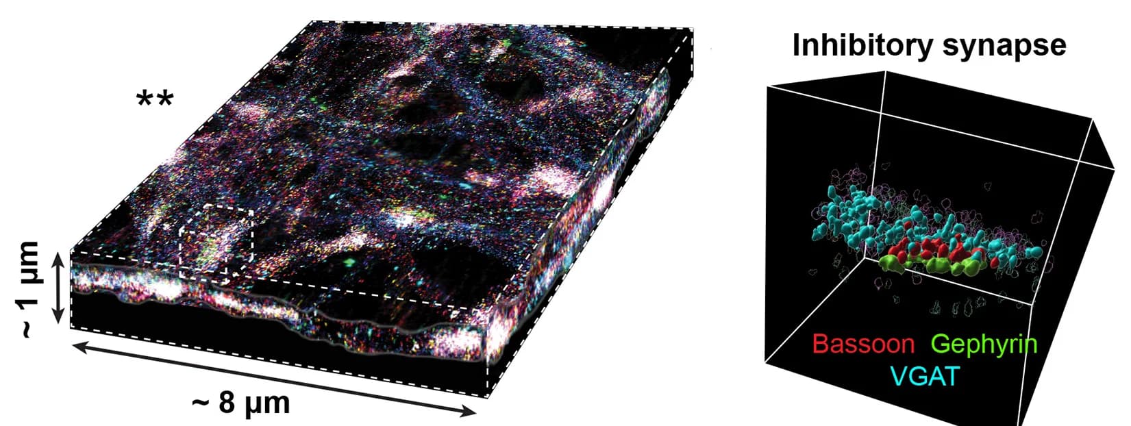 Open access visualization of Microscopy, 3D Plot, 3D Slice, Inhibitory Synapse, Volume Rendering