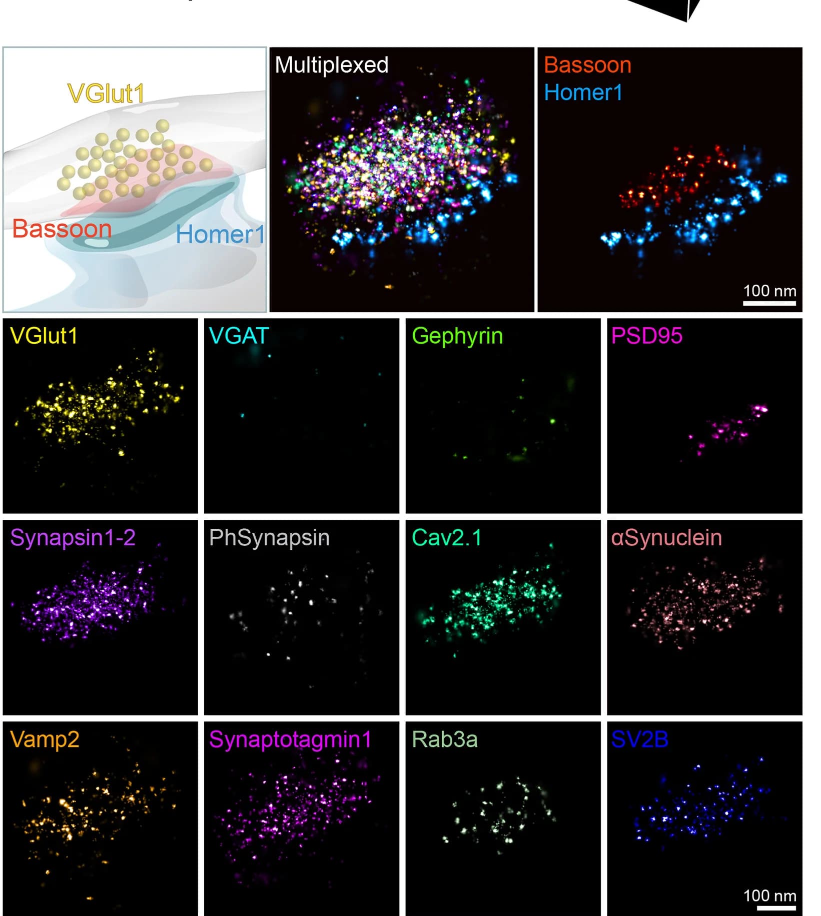 Open access visualization of Microscopy, Excitatory Synapse, Synaptic Protein Targets, Multiplexed View, Homer1