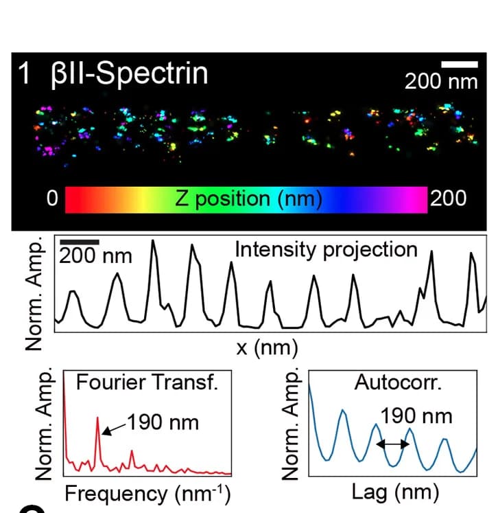 Open access visualization of Microscopy, Line Plot, Spectrogram, Spectrin Rings, Autocorrelation
