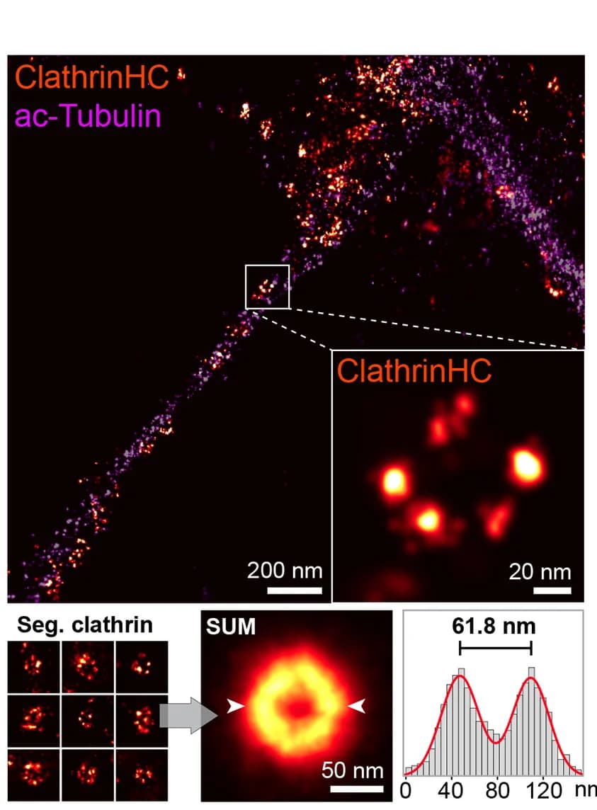 Open access visualization of Microscopy, Histogram, Clathrin, Acetylated Tubulin, Cytoskeleton
