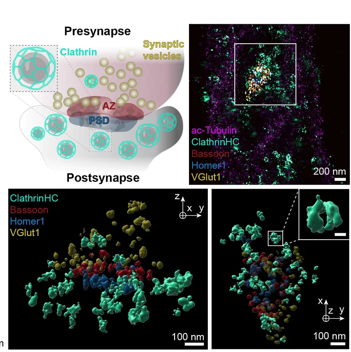 Open access visualization of 3D Plot, Illustration, Microscopy, Synapse, Endocytosis