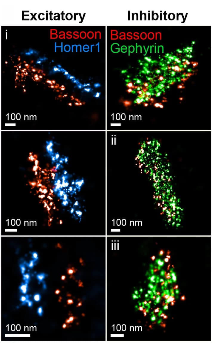 Open access visualization of Microscopy, Excitatory Synapse, Inhibitory Synapse, Presynaptic Scaffold, Postsynaptic Scaffold