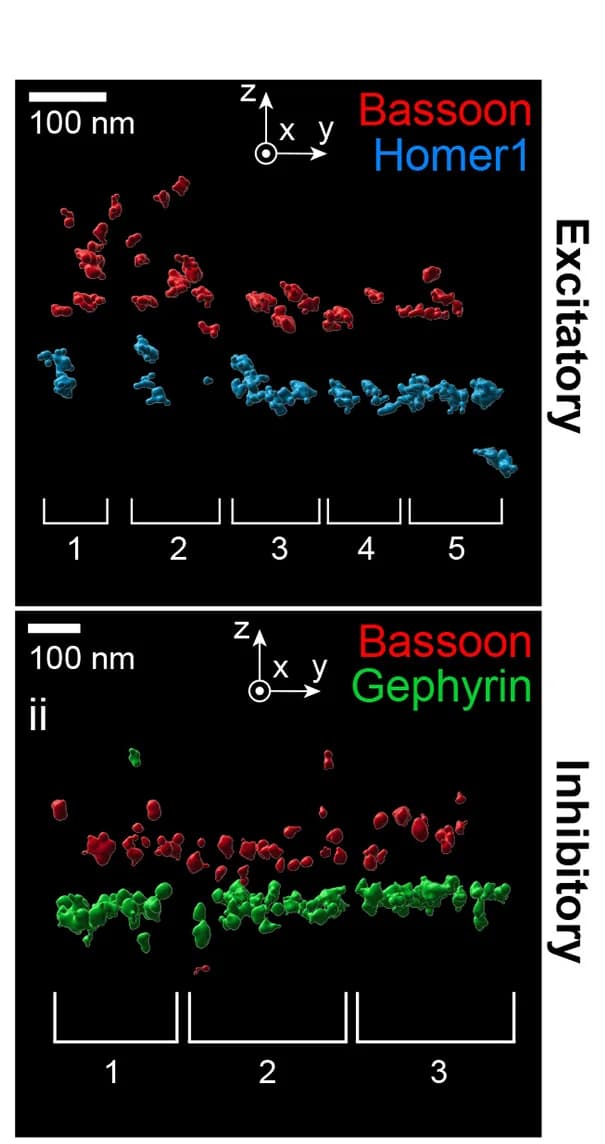 Open access visualization of 3D Plot, Excitatory Scaffold, Inhibitory Scaffold, Presynaptic Scaffold, Postsynaptic Scaffold
