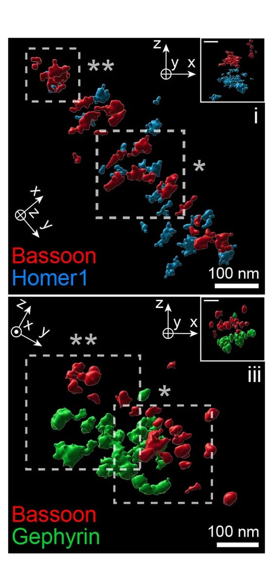 Open access visualization of 3D Plot, Microscopy, Excitatory Synapse, Inhibitory Synapse