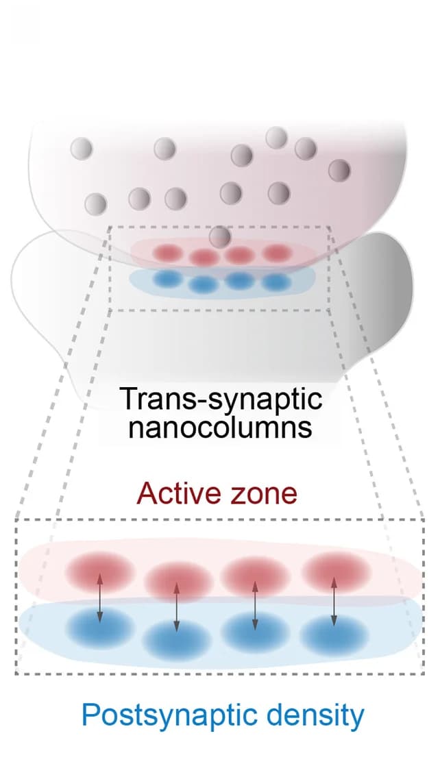 Open access visualization of Illustration, Trans-synaptic Nanocolumns, Active Zone, Postsynaptic Density, Signal Transduction