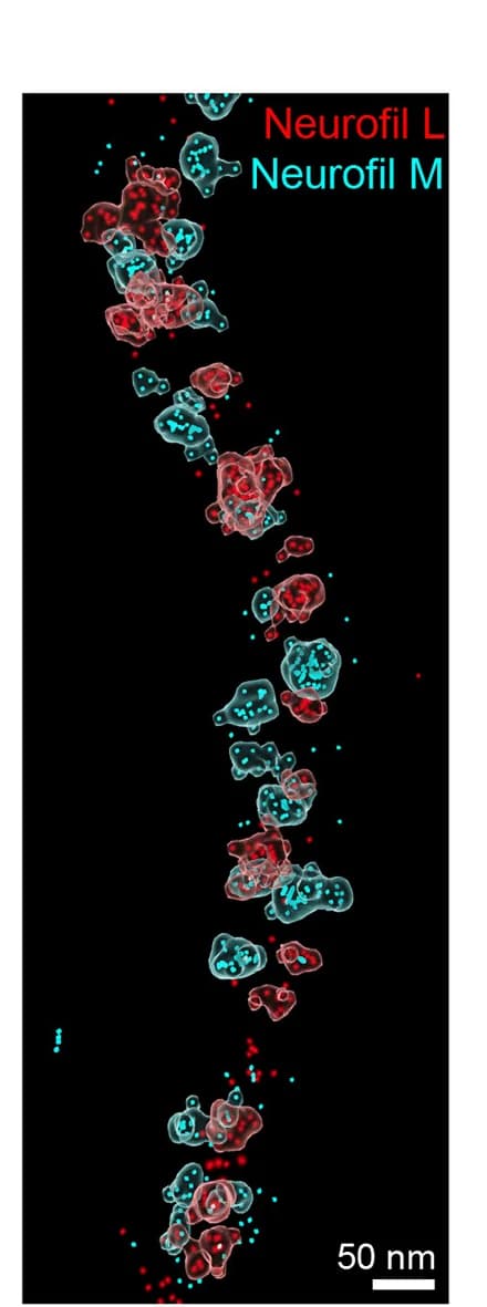 Open access visualization of Microscopy, Fiber, Protein Molecules