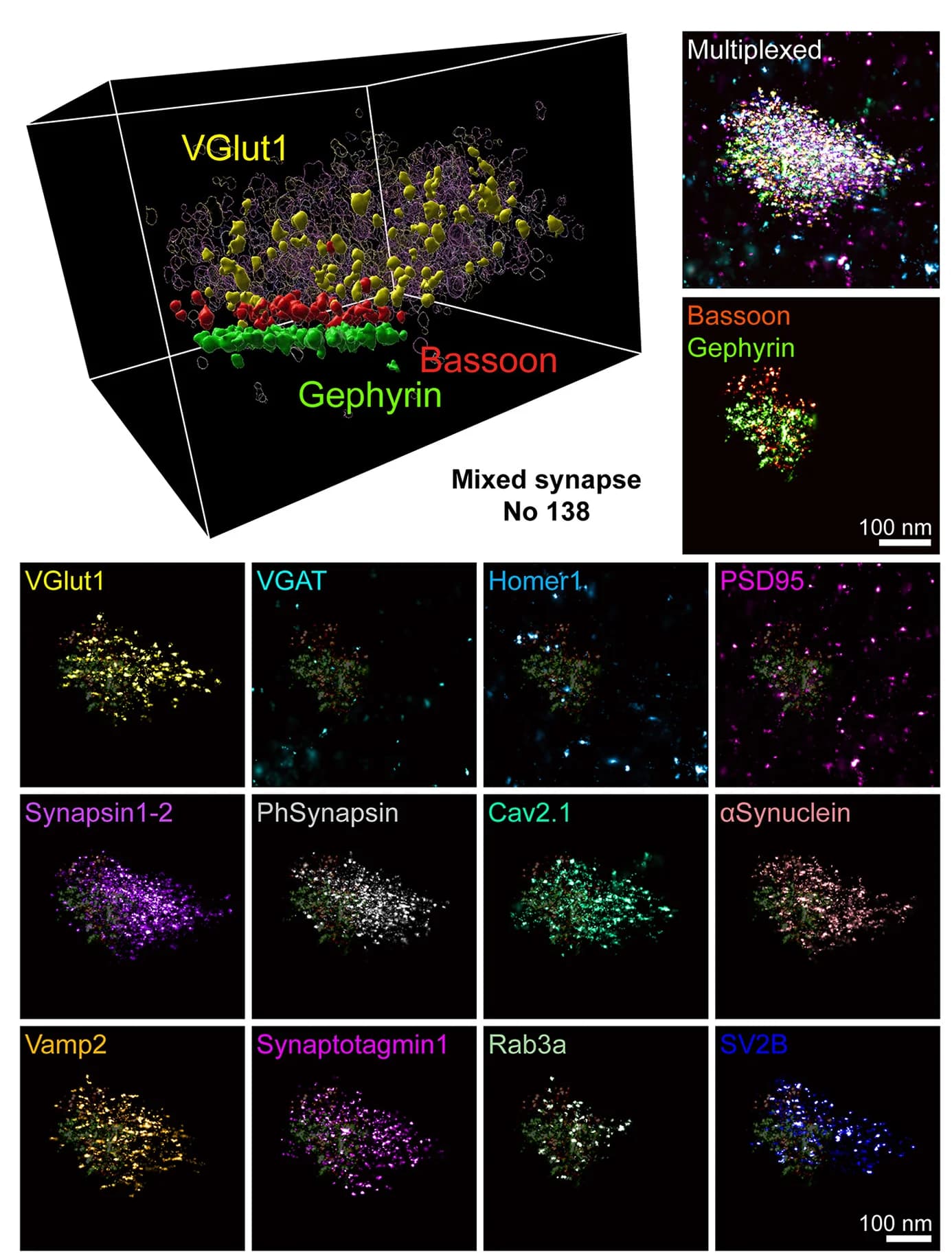 Open access visualization of Microscopy, Mixed Synapse, Neurotransmitter Transporter, Pre-synaptic Marker, Post-synaptic Marker
