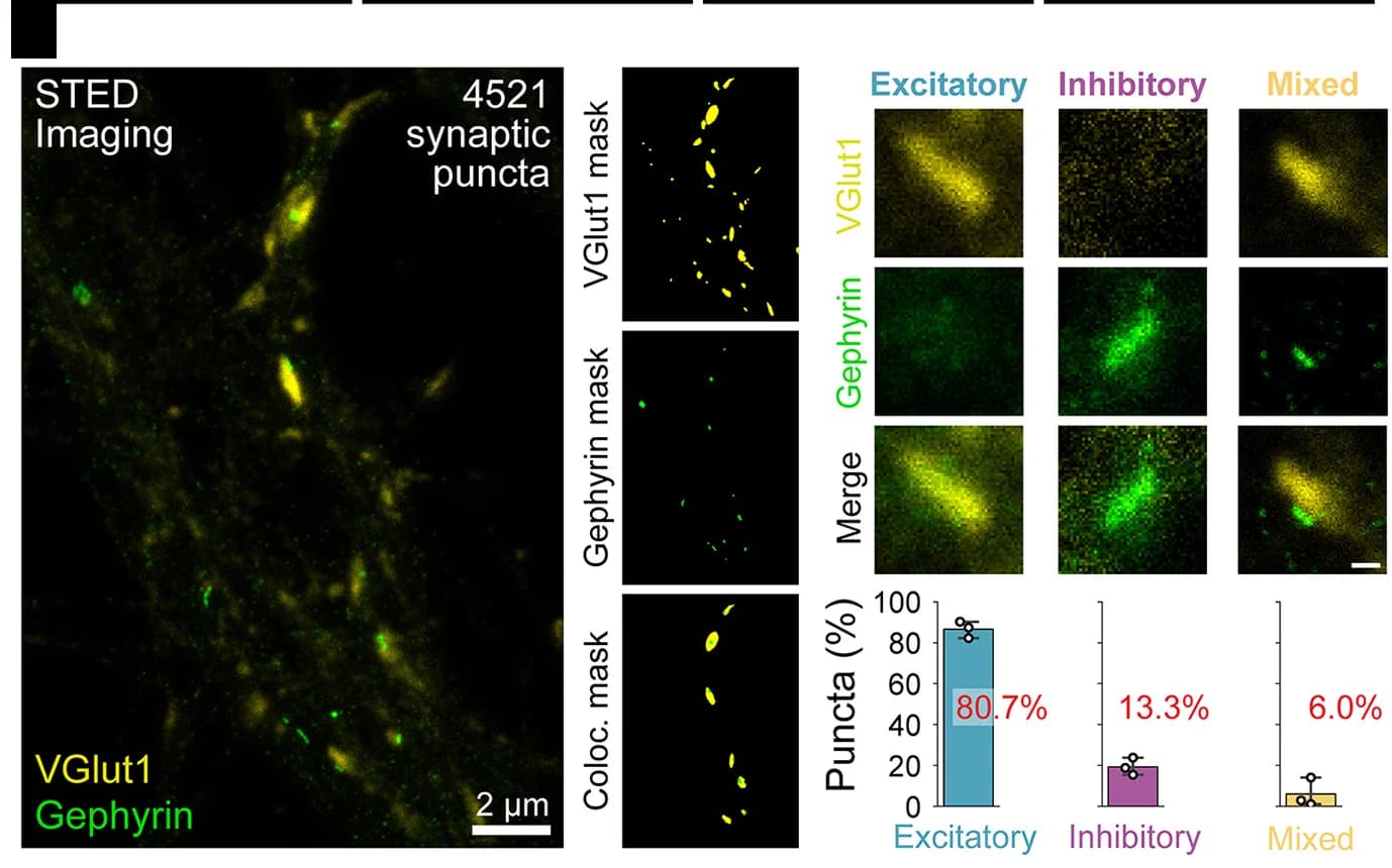 Open access visualization of Microscopy, Bar Plot, STED Imaging, Synaptic Puncta, Mixed Synapse