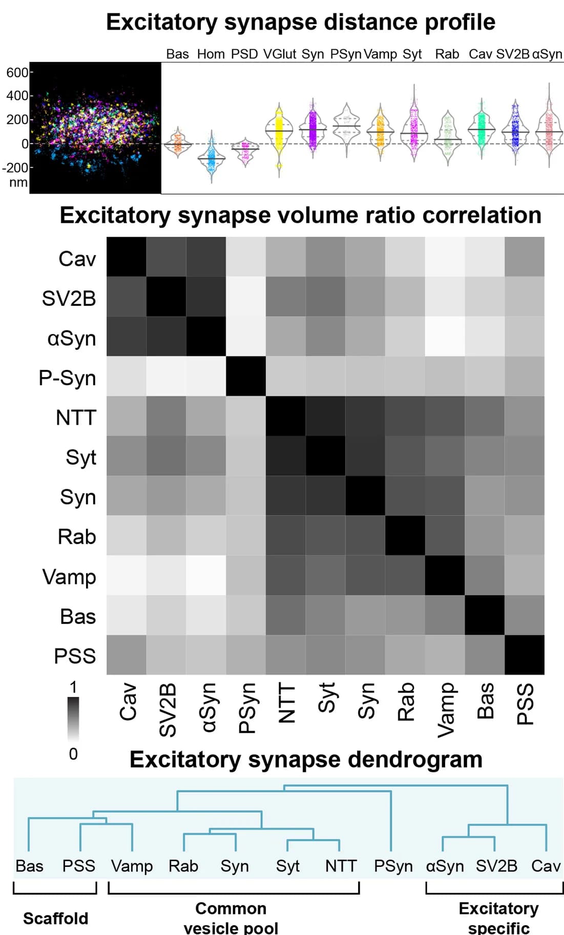 Open access visualization of Scatter Plot, Violin Plot, Heatmap, Clustered, Excitatory Synapses
