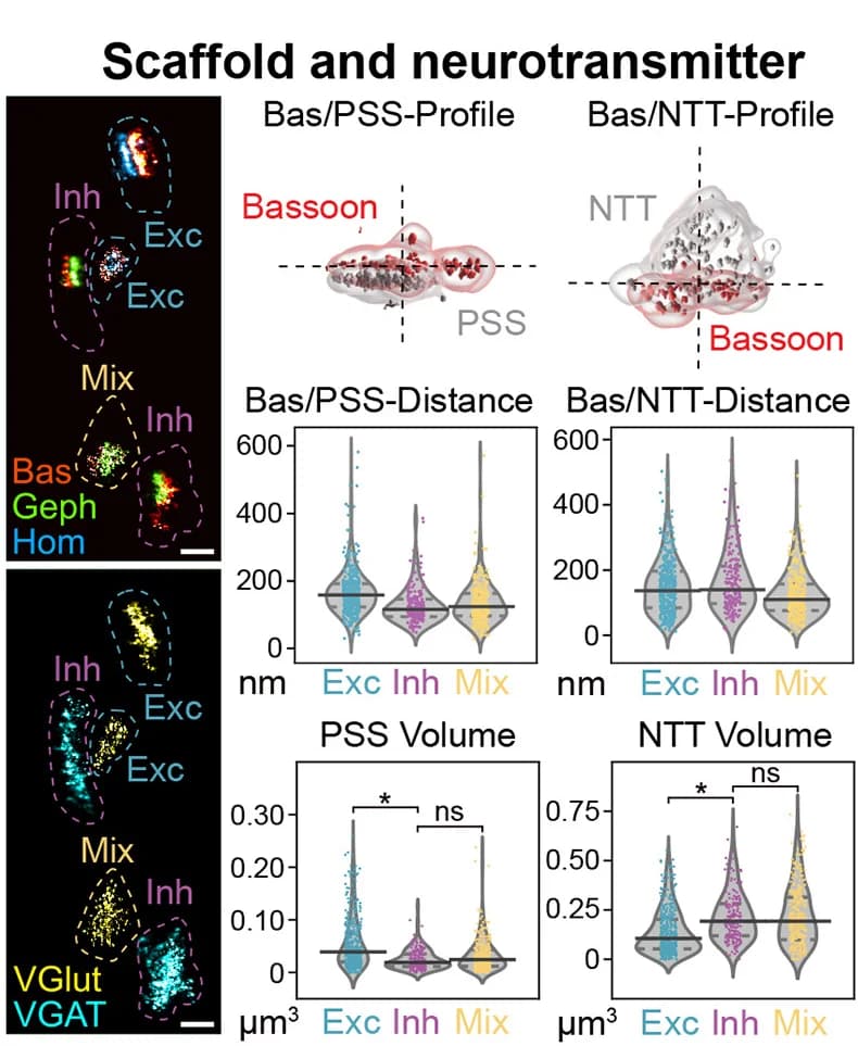 Open access visualization of Violin Plot, Box Plot, Scaffold Proteins, Neurotransmitter Transporter, NTT