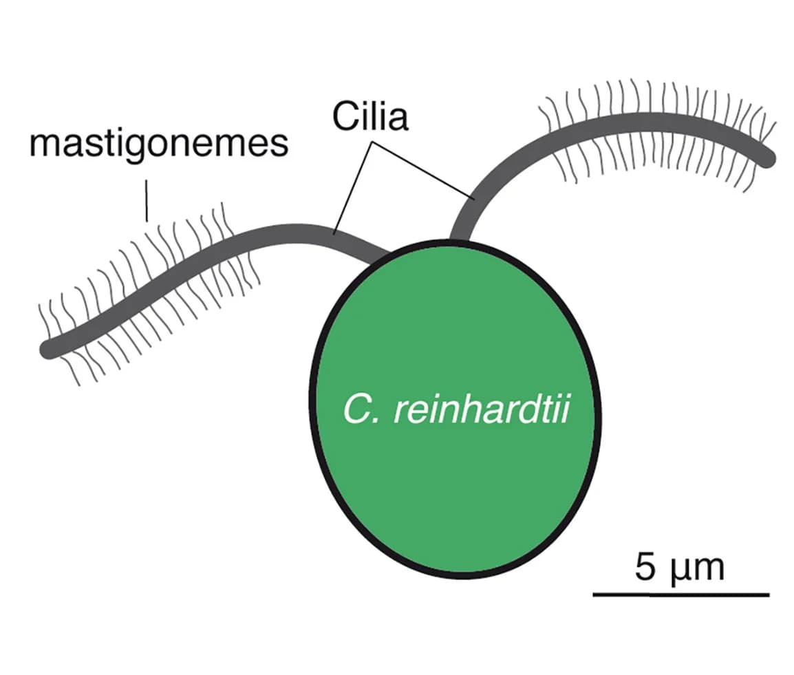 Open access visualization of Illustration, C. Reinhardtii, Mastigonemes, Cilia