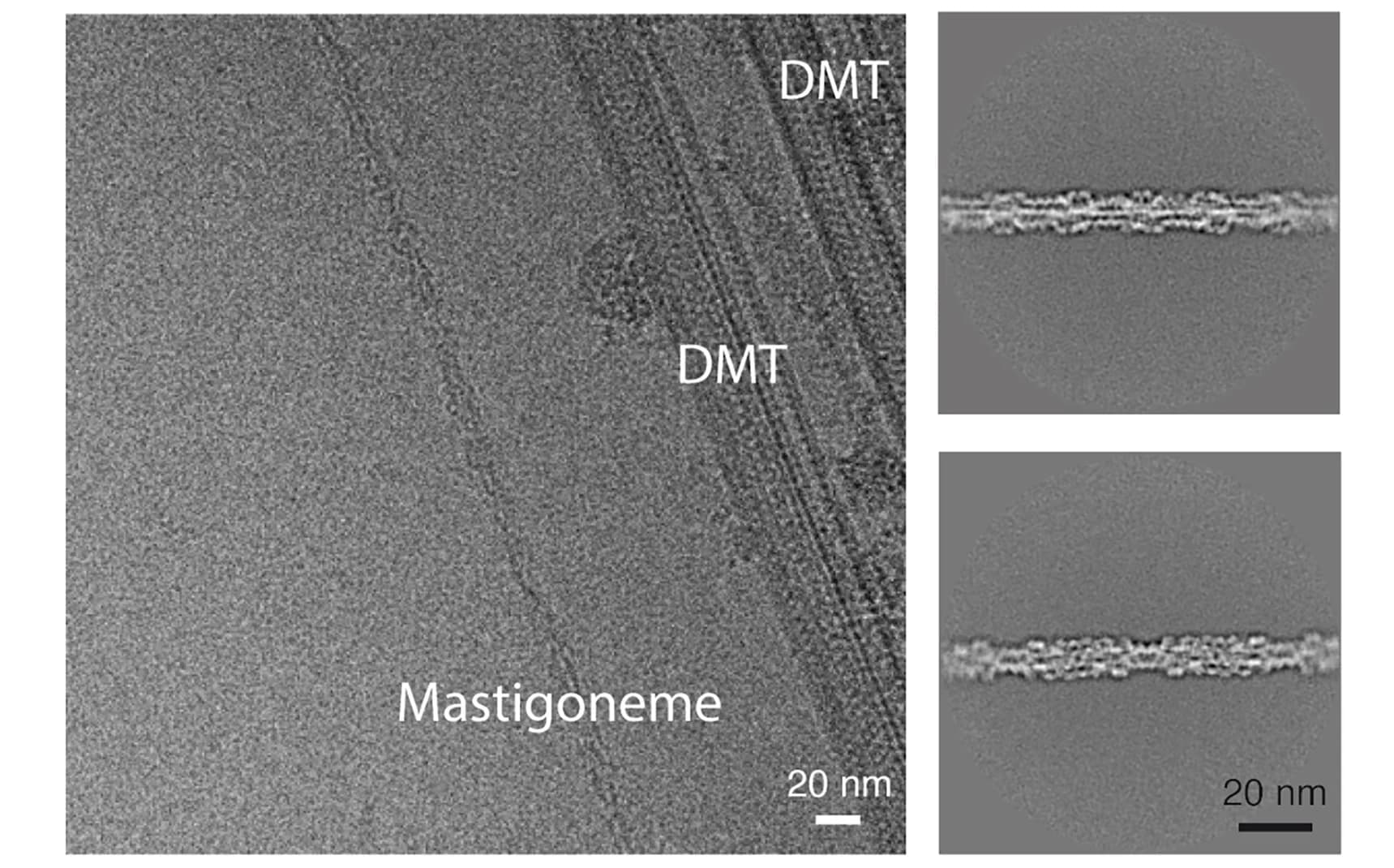 Open access visualization of Microscopy, Electron Micrograph, Mastigoneme Filament, Doublet Microtubules, C. Reinhardtii