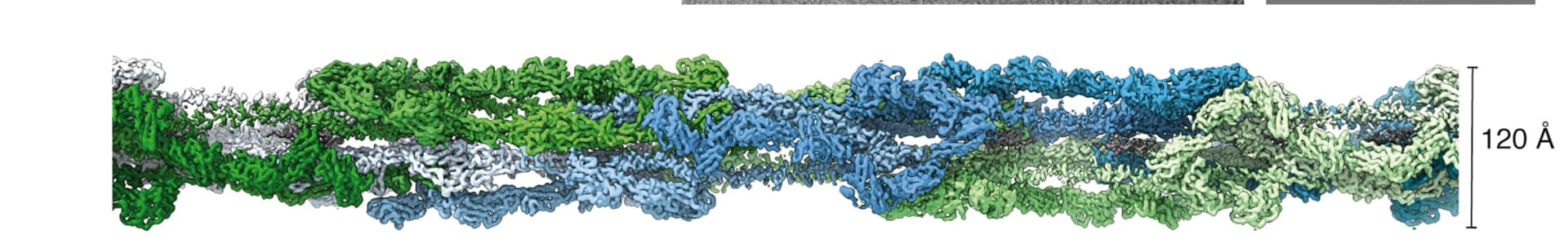 Open access visualization of Protein Structure, Helical Reconstruction, Mastigoneme Filament, MST1 Monomers