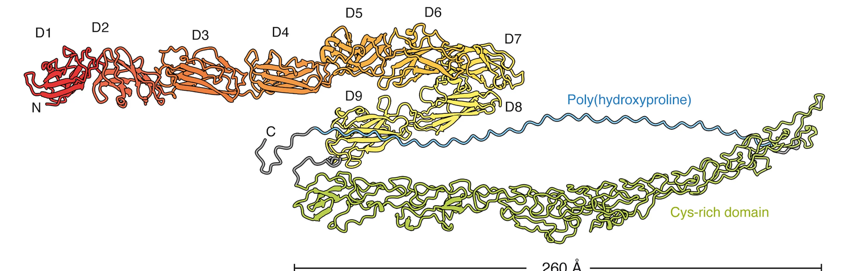 Open access visualization of Protein Structure, Chemical Structure, Atomic Model, MST1, Proline-rich Region