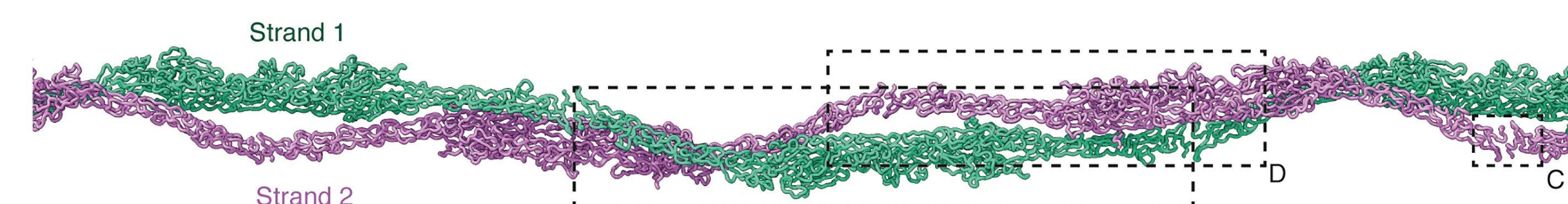 Open access visualization of Protein Structure, 3D Plot, MST1, Double Helix, Immunoglobulin-like Domains