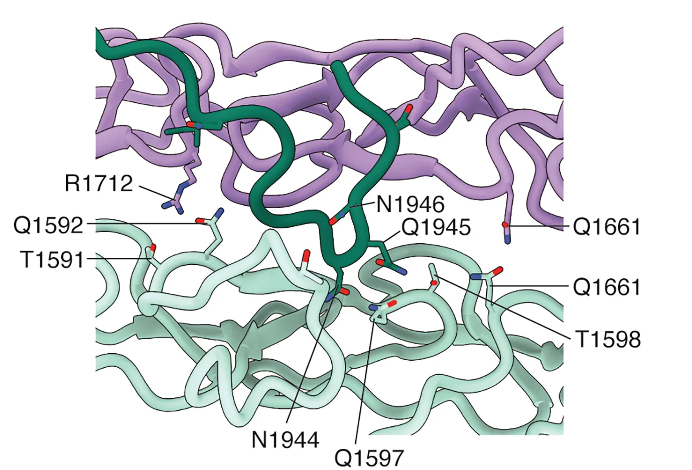 Open access visualization of Protein Structure, C Terminus, MST1, Interstrand Interface