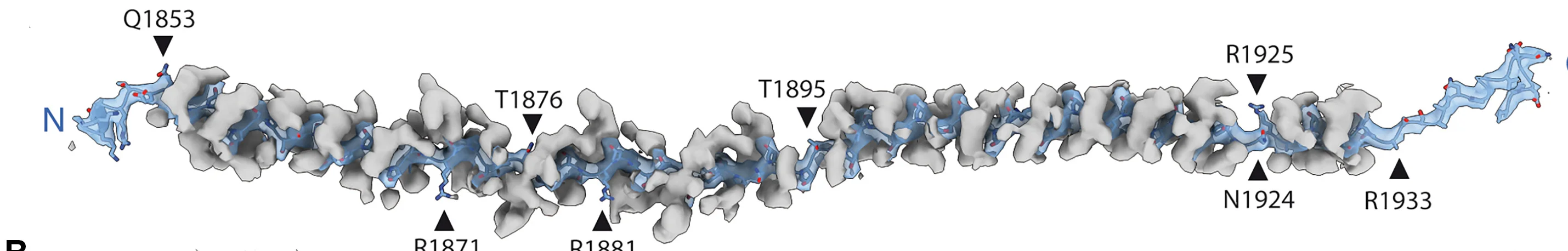 Open access visualization of Protein Structure, Cryo-EM Map, Atomic Model, MST1 PPII Helix, Polypeptide Backbone