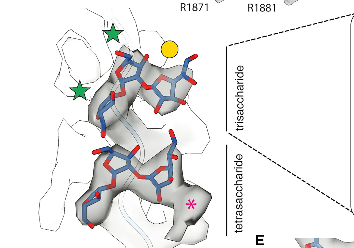 Open access visualization of Protein Structure, Chemical Structure, Cryo-EM Map, Atomic Model, Tri-saccharide