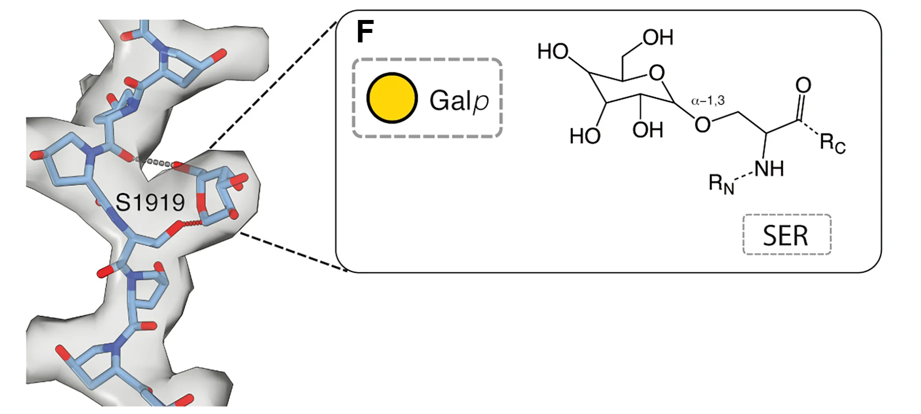 Open access visualization of Protein Structure, Chemical Structure, Cryo-EM Density, Atomic Model, Monogalactosyl Serine
