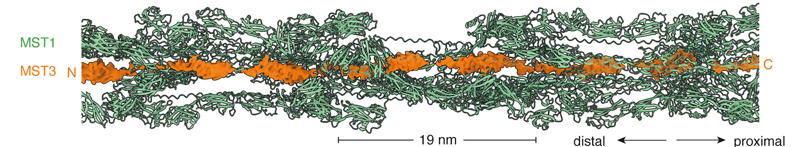 Open access visualization of Protein Structure, Chemical Structure, Cryo-EM, Mastigoneme, MST1
