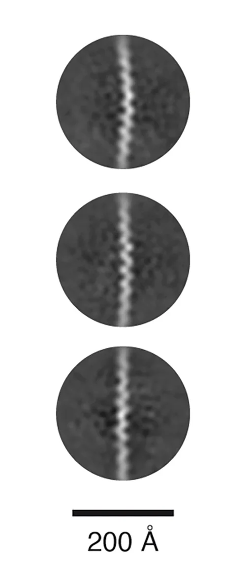 Open access visualization of Microscopy, Two-Dimensional Class Averages, Mastigoneme, Thin-End Filaments