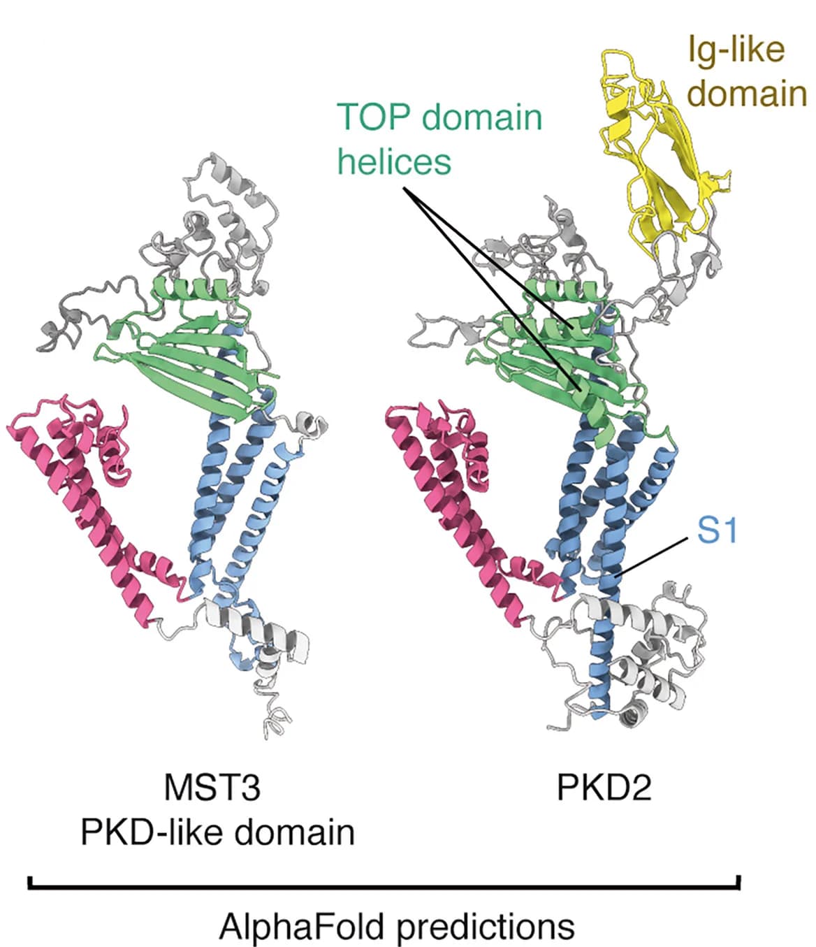 Open access visualization of Protein Structure, AlphaFold2, PKD-like Domain, MST3, PKD2