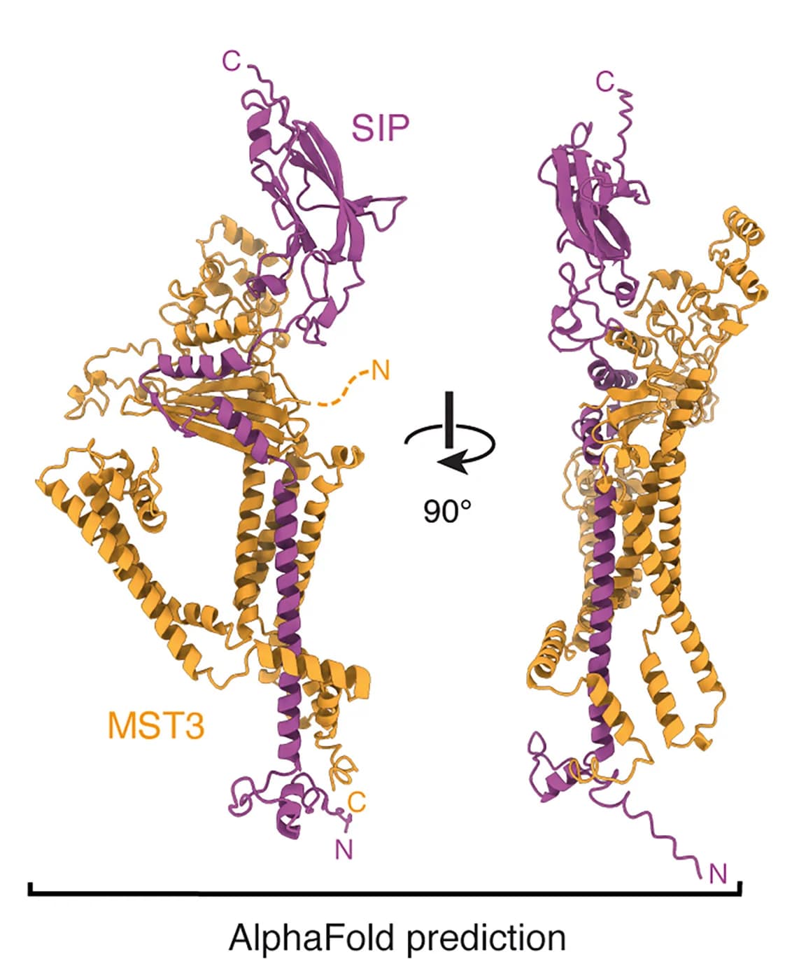 Open access visualization of Protein Structure, AlphaFold2, PKD-like Domain, MST3, SIP