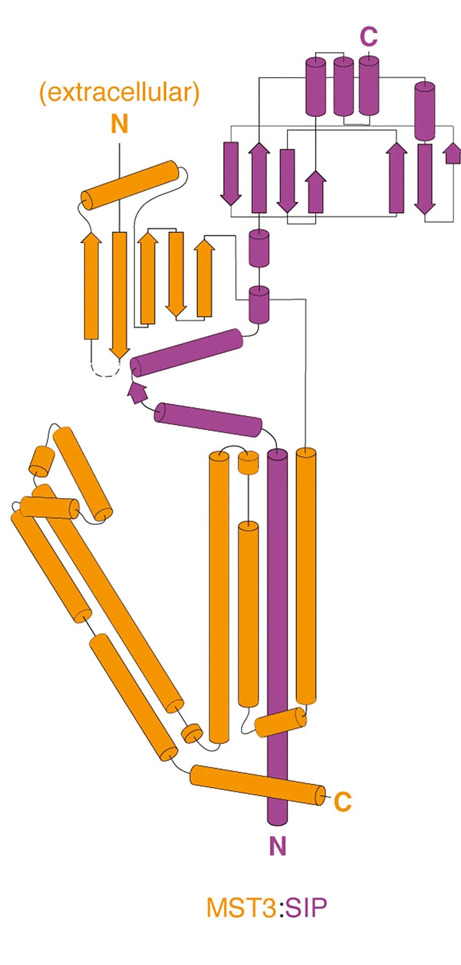 Open access visualization of Protein Structure, Chemical Structure, Topology Diagram, AlphaFold Multimer, MST3
