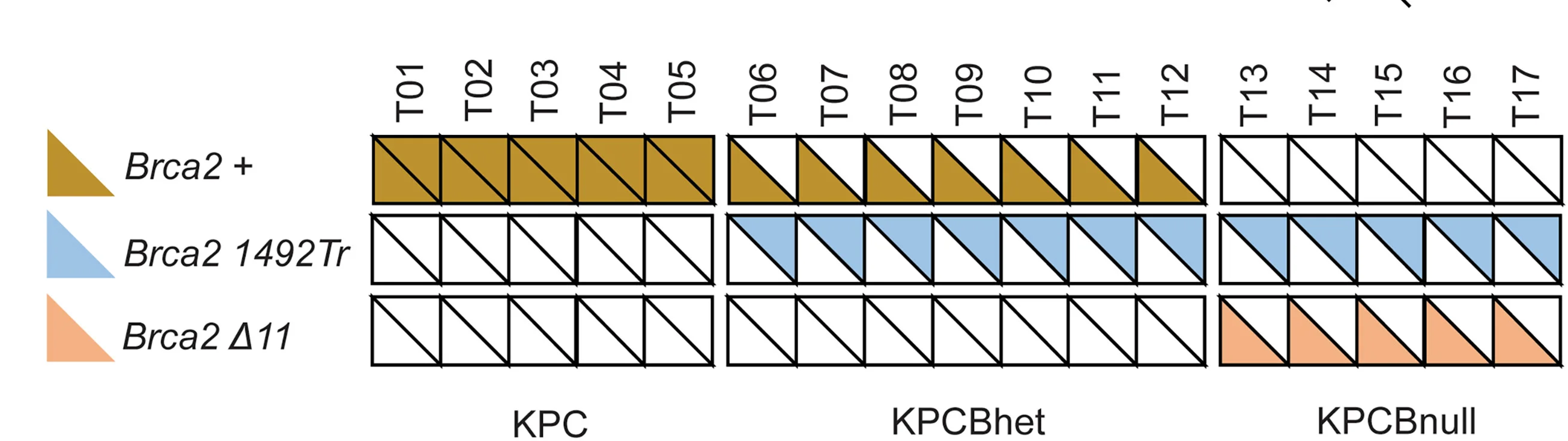 Open access visualization of Illustration, Workflow, Table Image, Brca2 Genotypes, PDAC Cell Lines