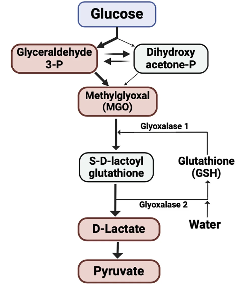 Open access visualization of Workflow, Flowchart, Illustration, Metabolic Pathways, MGO