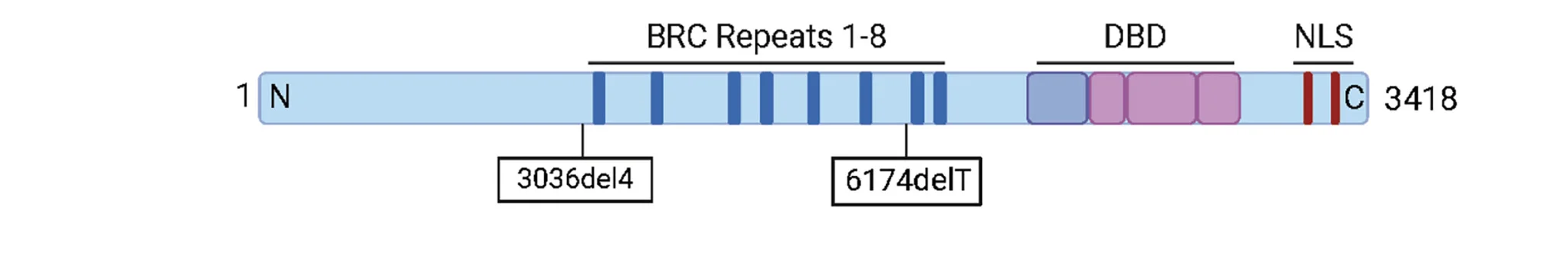 Open access visualization of Illustration, BRCA2, DNA-binding domain, Nuclear localization signal, Truncations