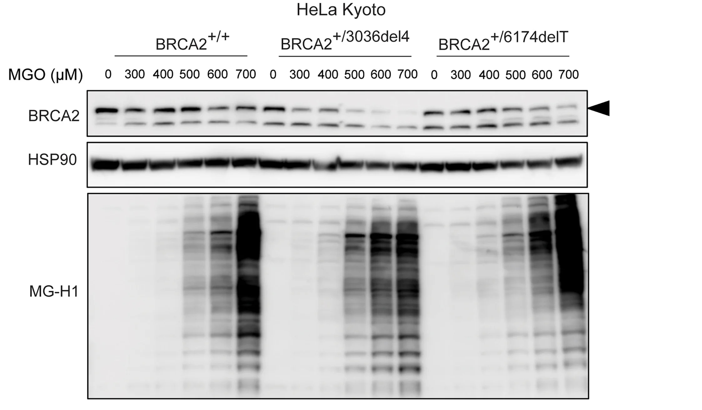 Open access visualization of Gel, BRCA2 Protein, MG-H1 Adducts, HeLa Kyoto Cells, Wild-Type Cells