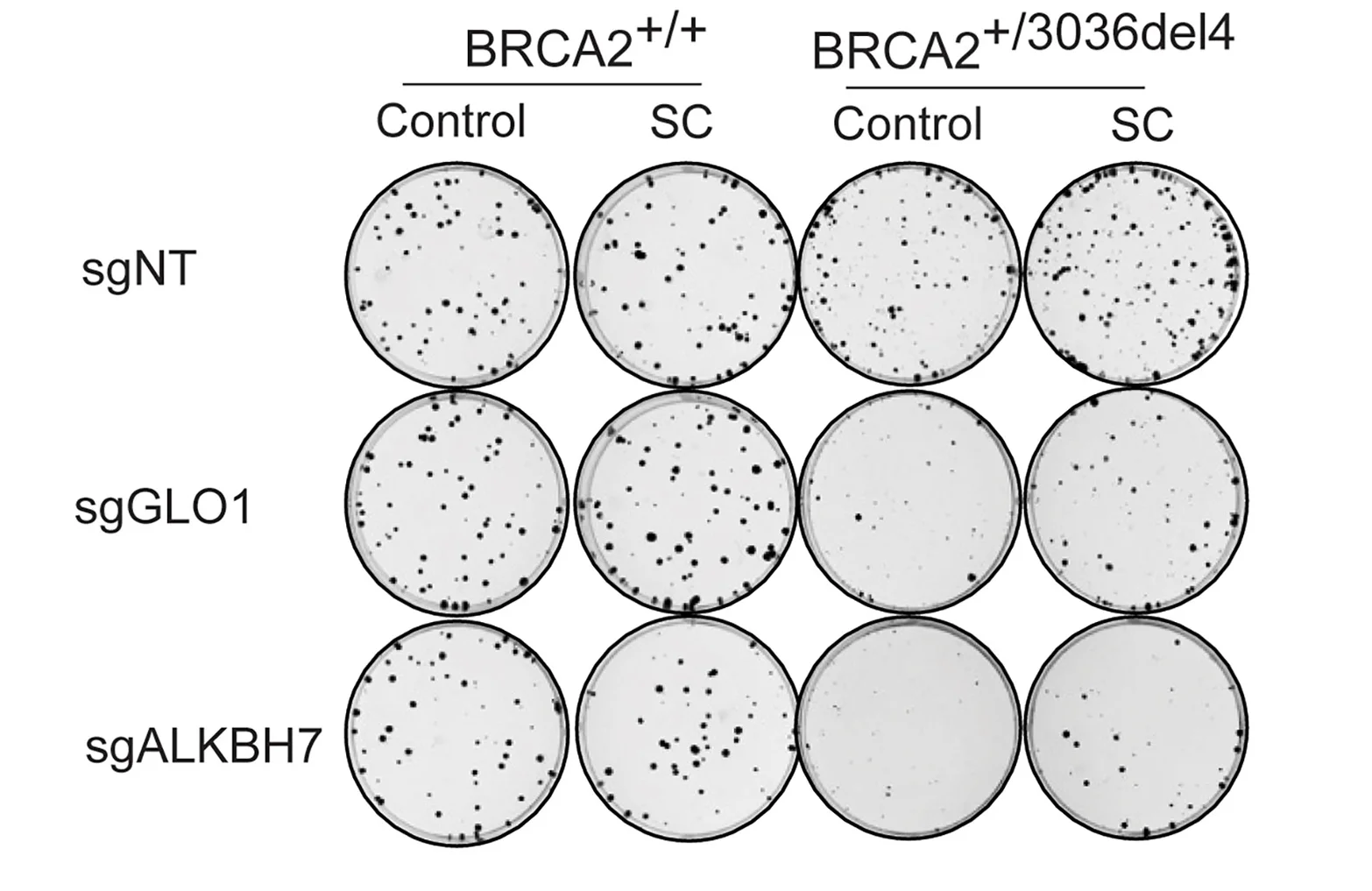 Open access visualization of Photo, Colony Formation, GLO1, ALKBH7, Depletion