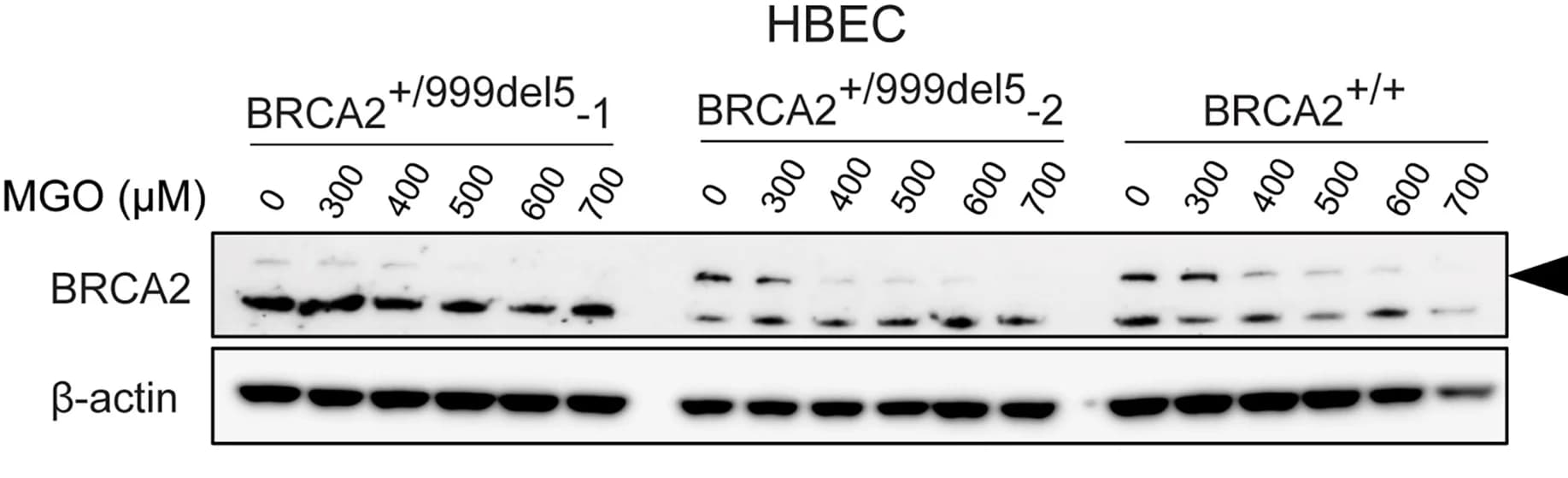 Open access visualization of Gel, BRCA2 Protein, MGO Exposure, Western Blot