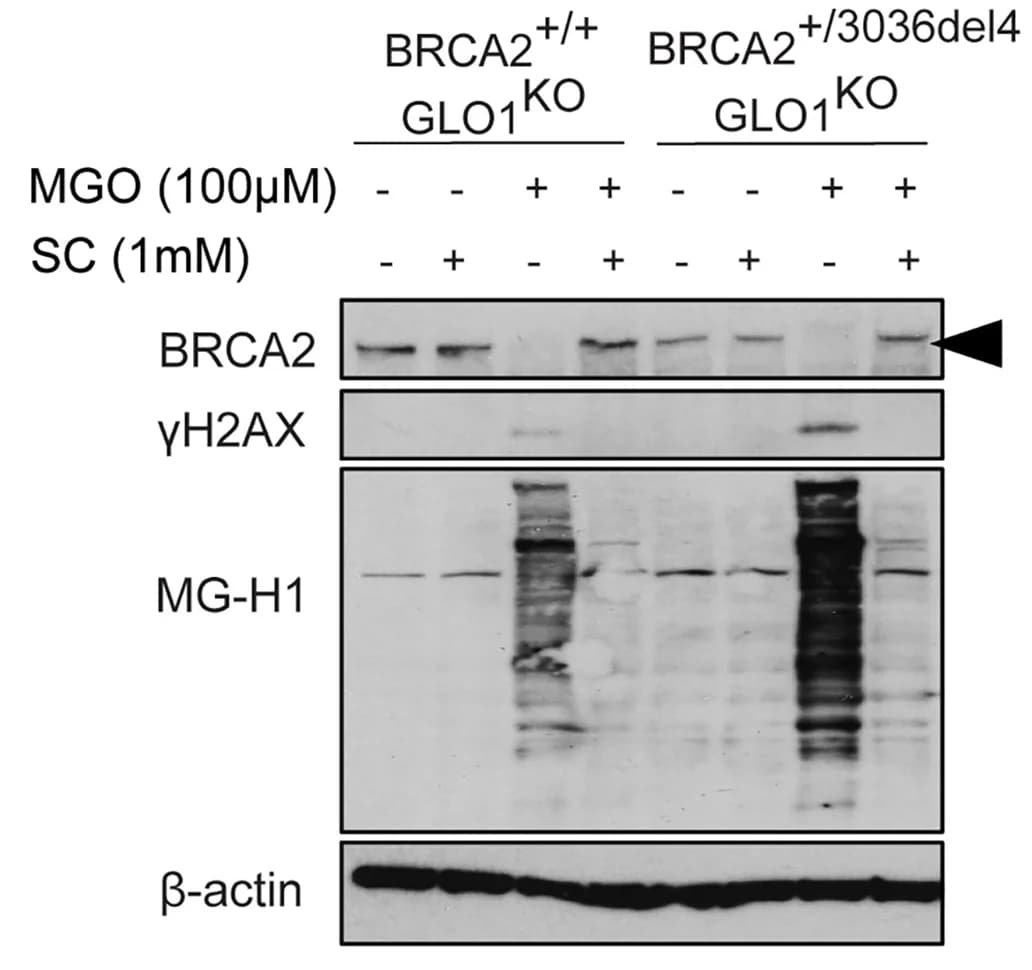 Open access visualization of Gel, BRCA2 Protein, H2AX Protein, MG-H1 Adducts, MGO Exposure