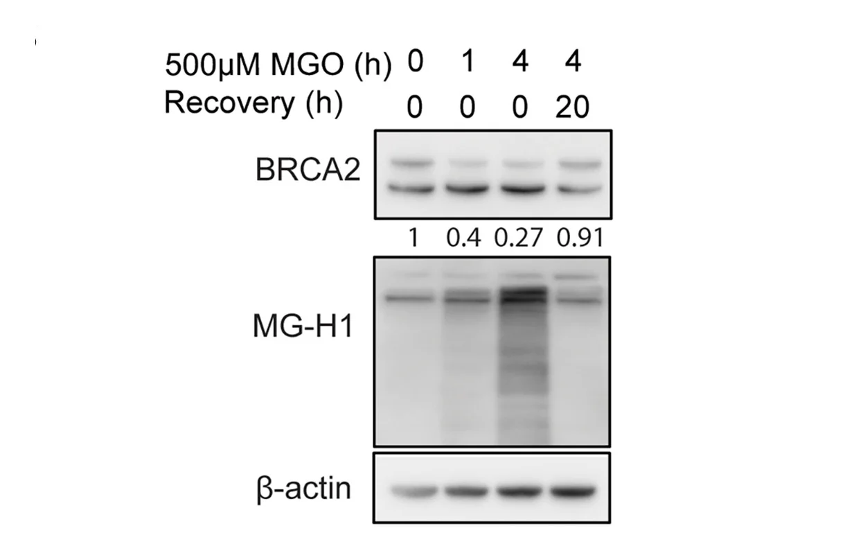Open access visualization of Gel, BRCA2 Protein Levels, MGO Exposure, Densitometric Measurements, Loading Controls